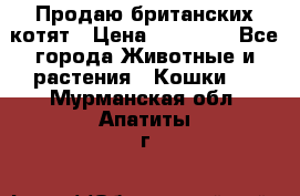 Продаю британских котят › Цена ­ 30 000 - Все города Животные и растения » Кошки   . Мурманская обл.,Апатиты г.